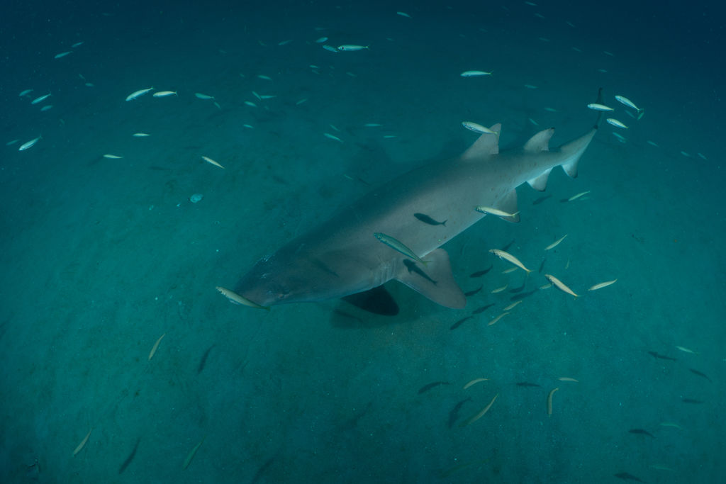 91430317-e558-4e2c-a231-107182e4c949