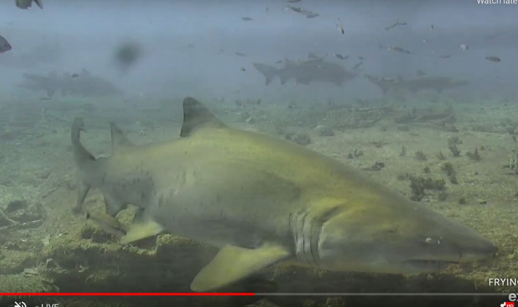 d2a49c0f-3333-440f-be81-9bb169615630