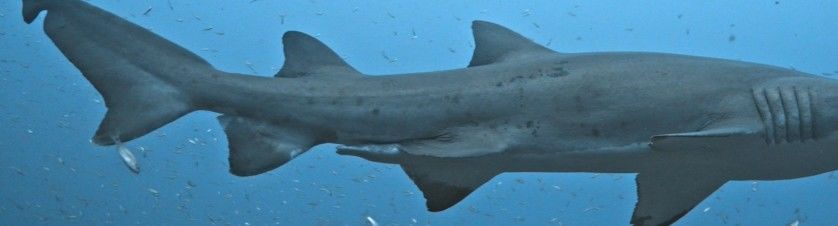 ee2799ff-e2a2-470f-af04-6cb25872c96e