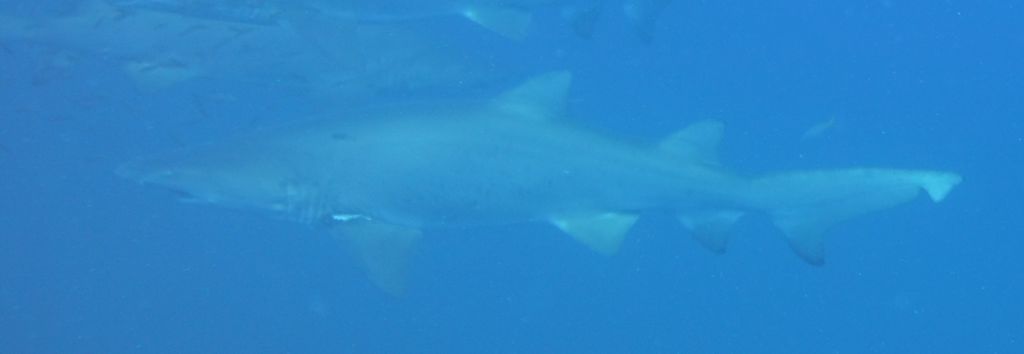 89c5c014-a219-4a5b-988c-6741919fa5c0