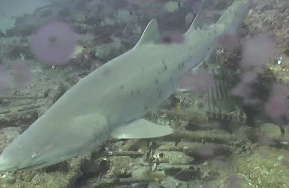 209e3703-10c4-43c4-997b-91644ed65a65