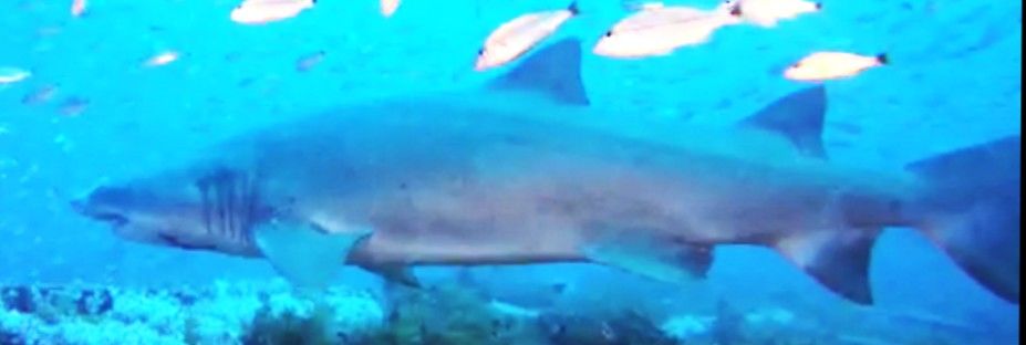 9ab91475-8866-4ac8-bde3-ba7bee14d9ec