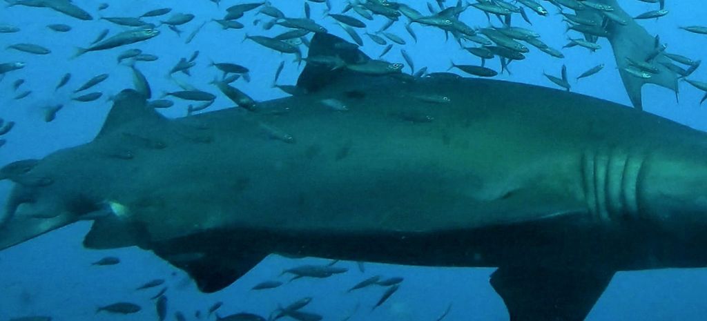 c182e469-25bd-43a4-aff7-ead511ae299b