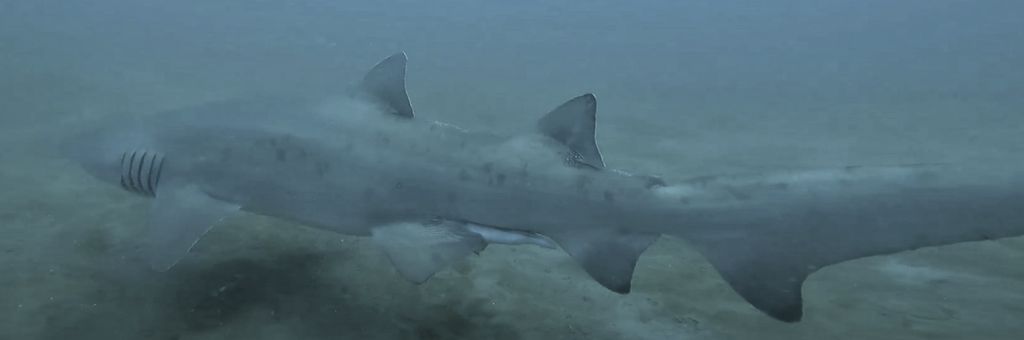 50018cbb-ab40-4205-941d-5559f6145b62