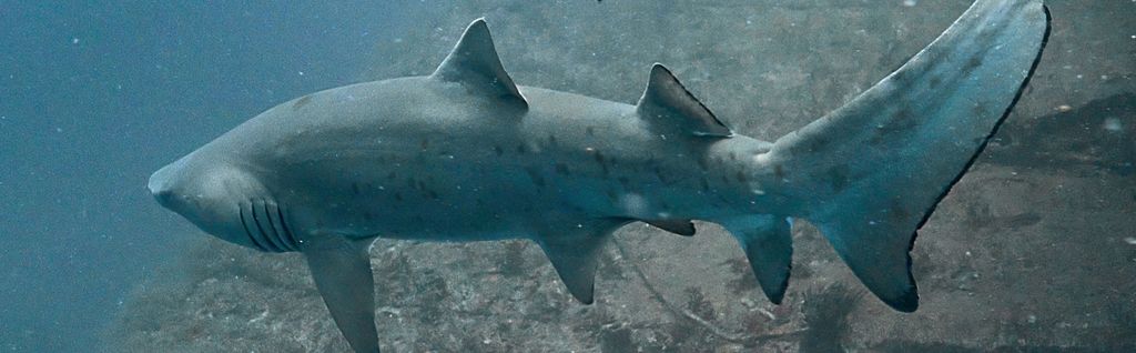 95517dac-7de4-4a2c-a646-9fec7e4dbde0