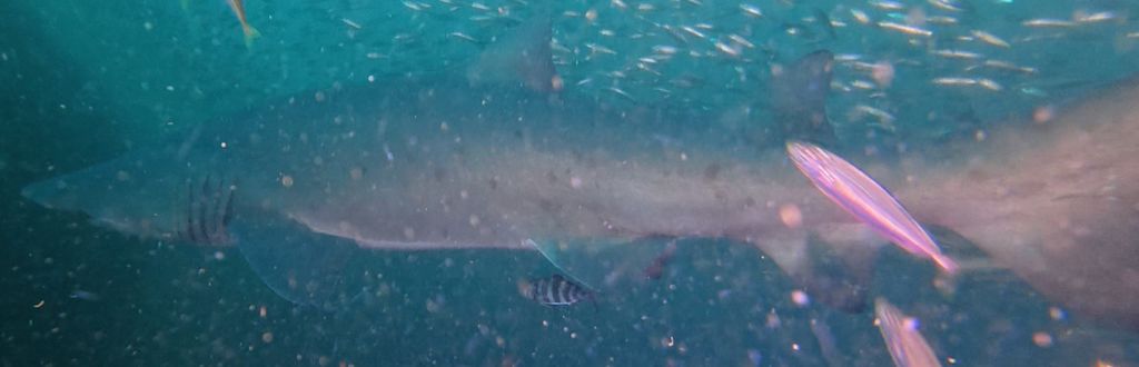 f4295389-ff9f-4cb5-8775-ff78cbfc4816