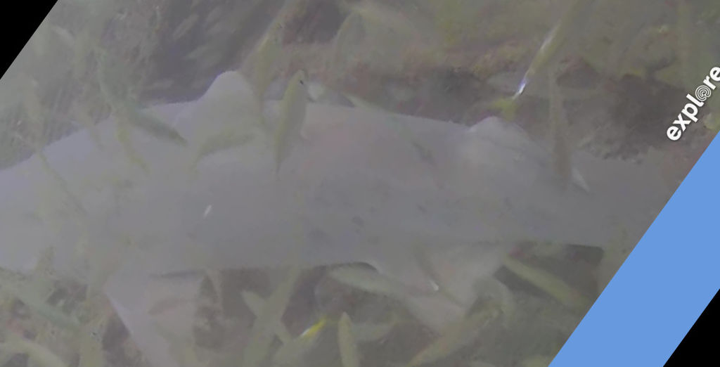 81af4ba8-9377-4c11-b9c8-98ea345e2ec5