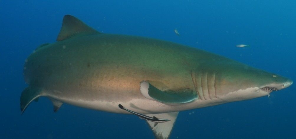 e33aae30-fac5-4fad-960f-569233747246