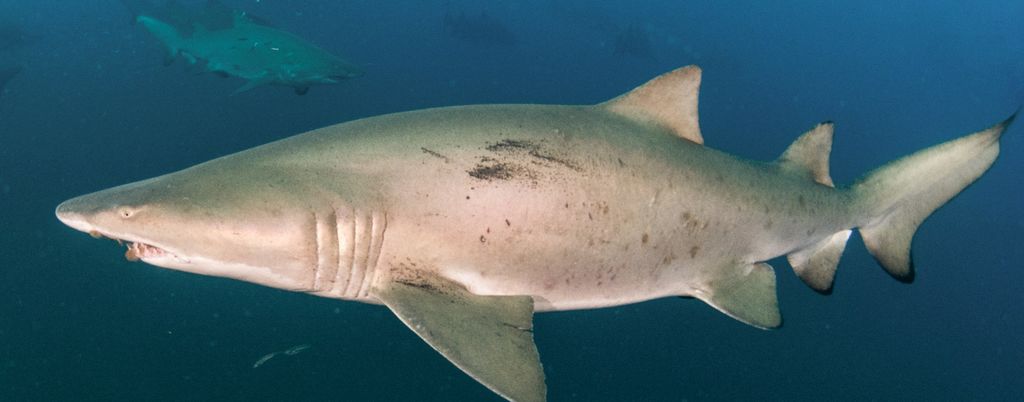 a37072ed-f7cf-44b5-8af1-9fee6c5907ec