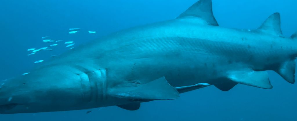 c5868736-2a6c-4eb2-bb75-1de3ac166e76