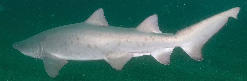 8512c71e-fd50-49e8-9a7e-fa4dc7ad1033