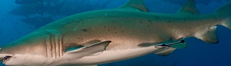 2f8e6ee1-3e75-4f7f-bcbe-1b0414e63346