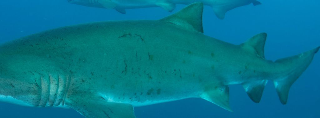 471be266-51ce-446a-8f59-d3b096047eee