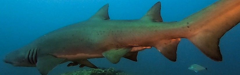 8ae39c62-cd1c-4bc8-a760-e3feef40b43a