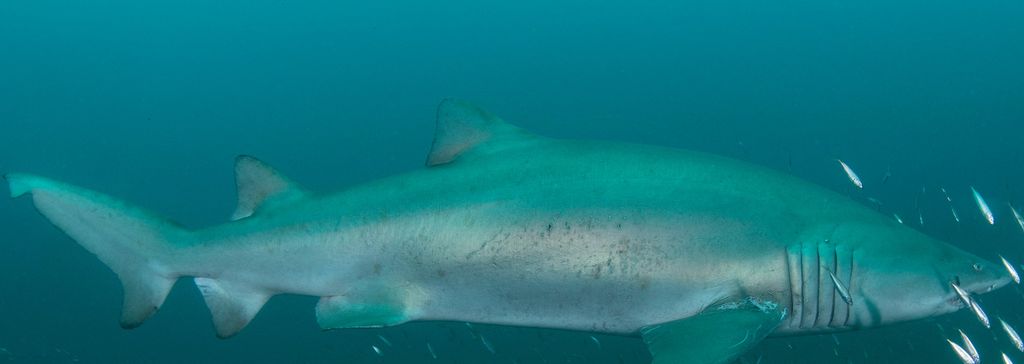 97032383-e882-48a0-8c71-4ae4cb44b19f