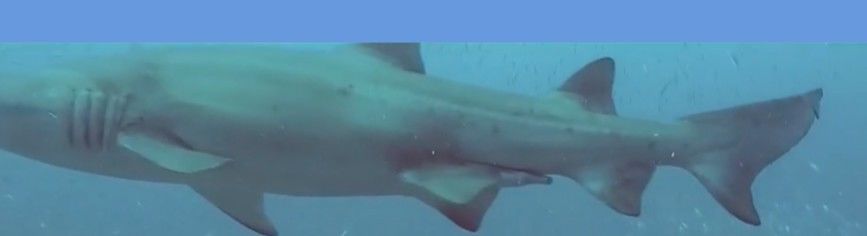 772a6378-09ff-4fe7-afa9-4e4b89054d74