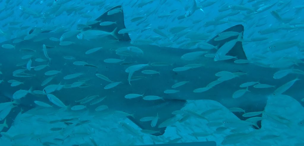 81eaf950-baf4-463a-86d6-460522b802d0