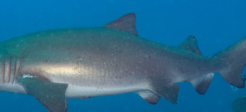 8b277db5-9bbb-4683-9320-61507f7e80e2