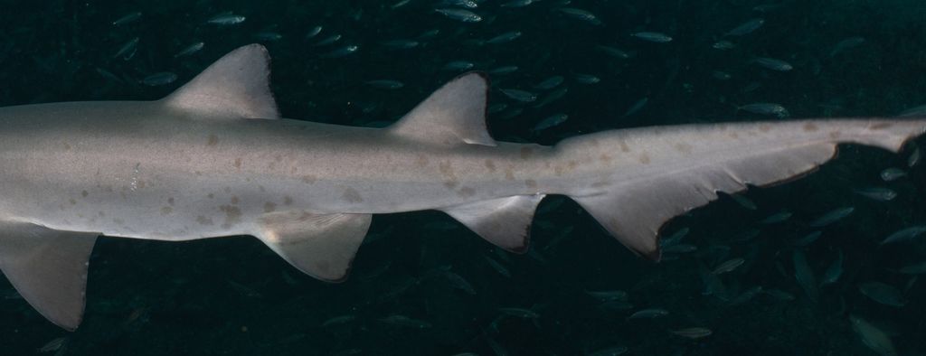 6eab09fe-b1f3-4b61-a544-73ca7ae25126