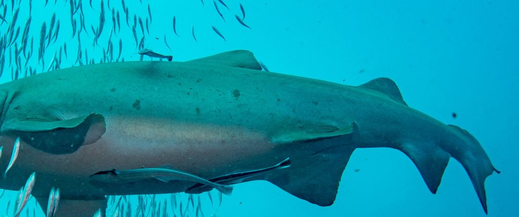 ad9a5474-4634-4100-a782-b080fda22994