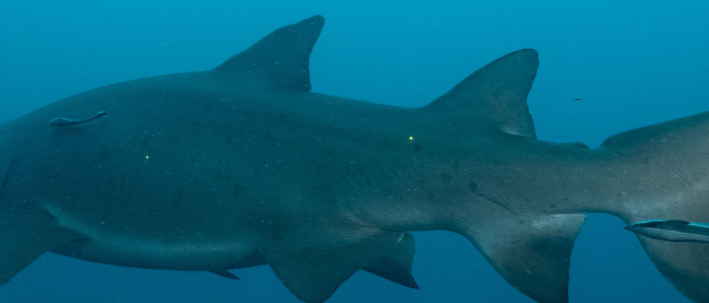 4254c070-c8cf-4f78-ac98-3be6b1efc48f