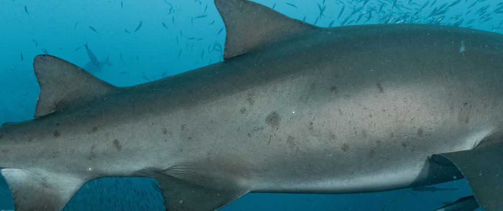 4254c070-c8cf-4f78-ac98-3be6b1efc48f