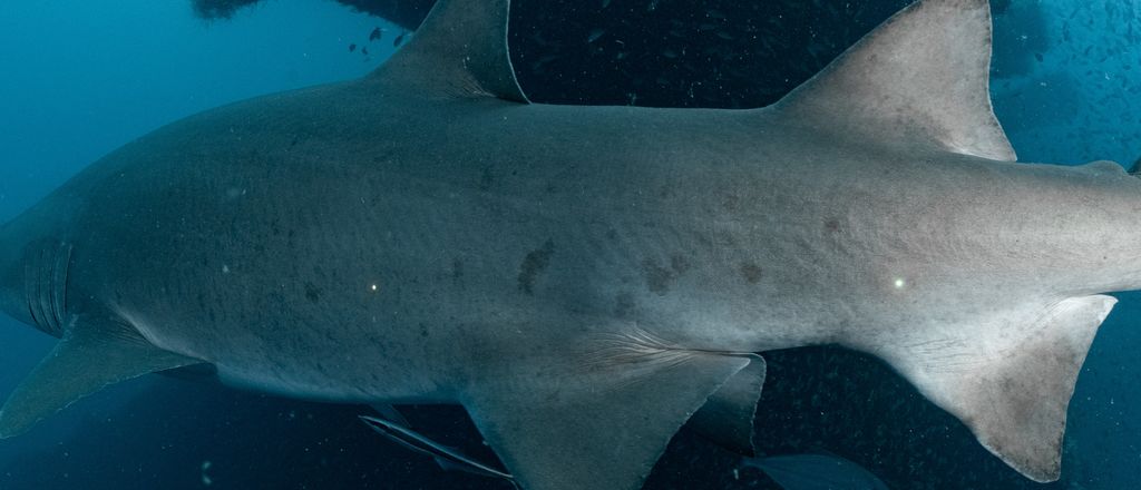 bfae6e6b-f873-4037-8b95-4fc057f1547d