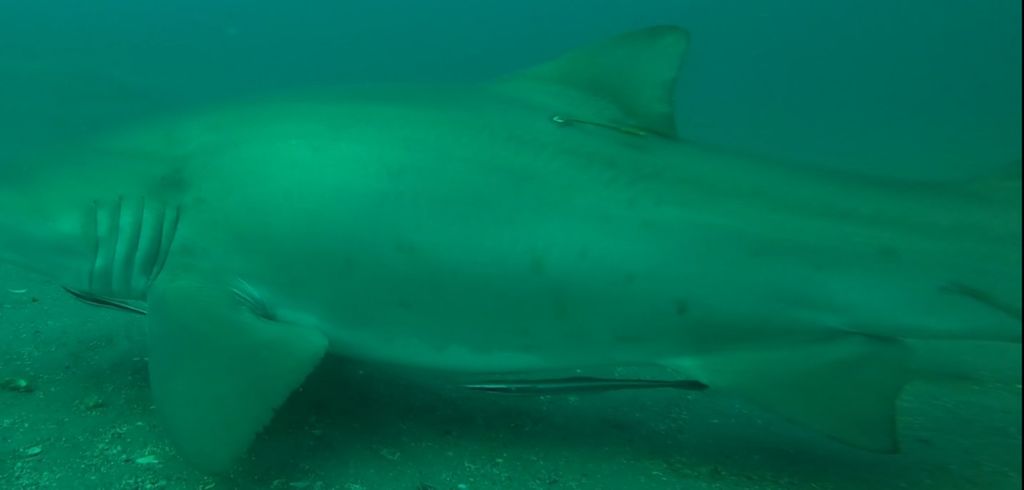 a2beafec-1772-4028-a739-0c3421d9222e