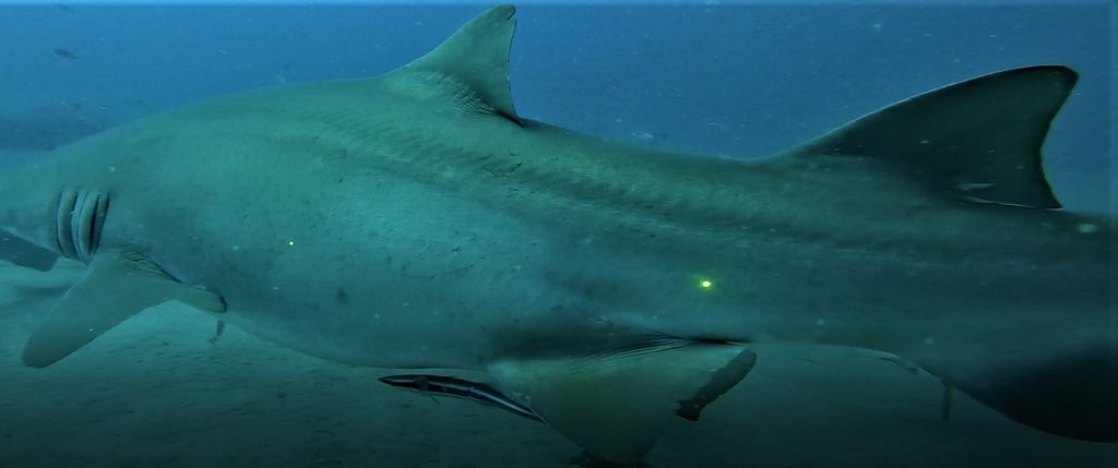 093827b5-a515-4a78-bb9b-16ee29237c7d