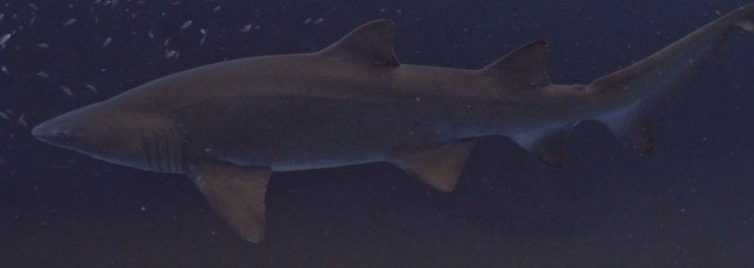 a09fd213-2ef1-4042-b210-c92ae0c1e75f