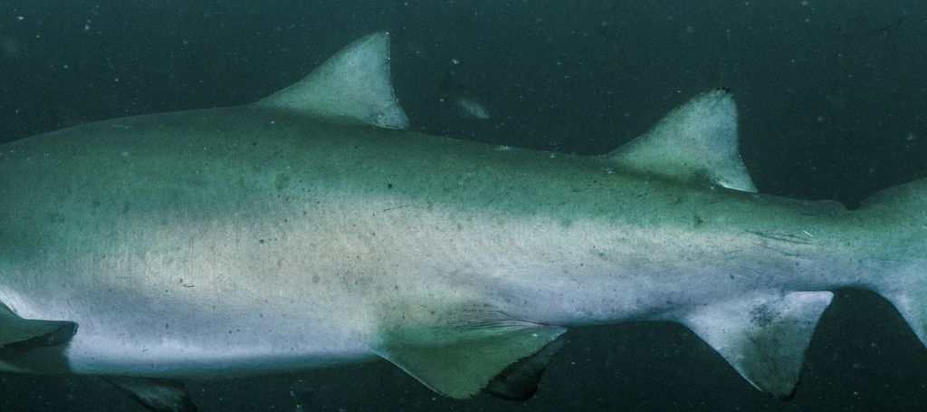 abadcd1c-d54d-439a-9231-4429f8b46910