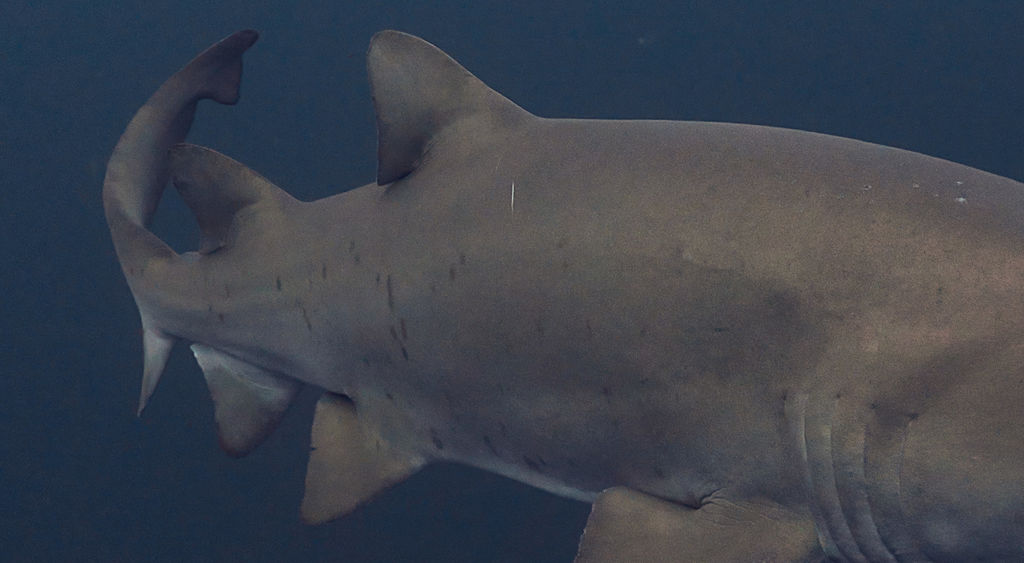 2fff82d1-e608-451d-bd73-3c141e4c8437