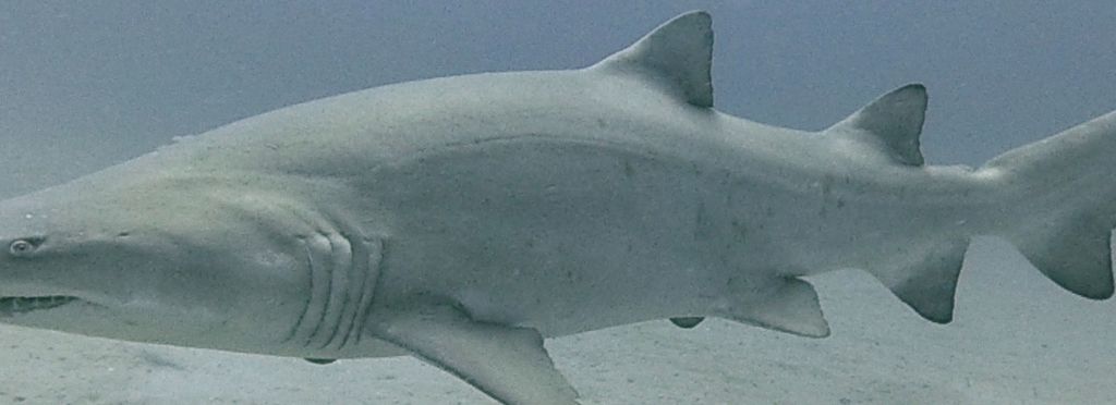 5f9e35f0-9569-4098-8303-50e161b7429d