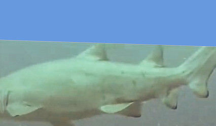 f33972e1-9d7f-466d-872b-7c65c9d915b7