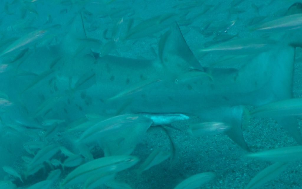 8fd0a345-c0ed-4c85-b183-f1b626a3eb07