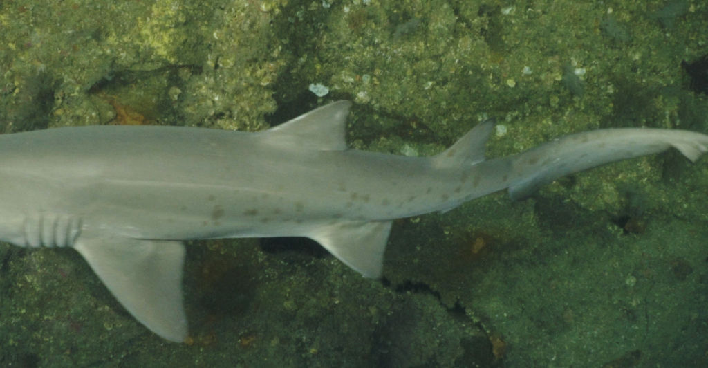 63e0734c-b44d-41df-8150-b2f5e69f8a53