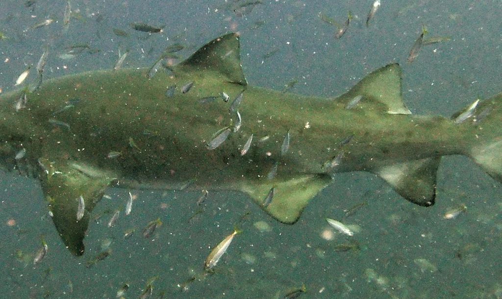 6f447d49-2b4c-471c-8af9-84a817d2e16d