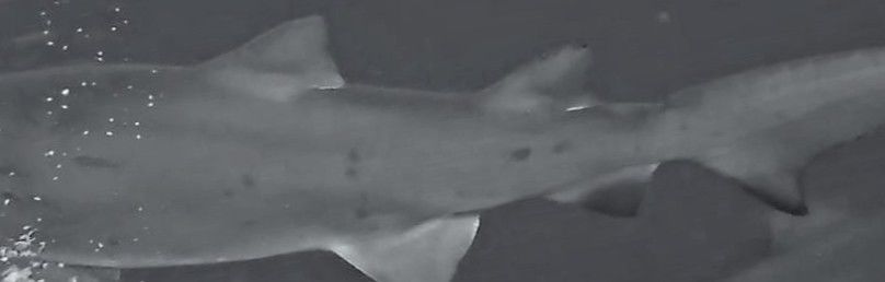 75a4d066-dcfa-4bed-b446-455956d89764