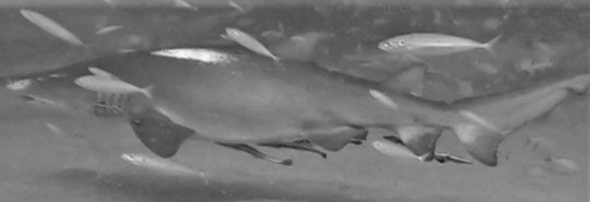 ac3fd5b5-e604-46c4-bd35-a159c6409800