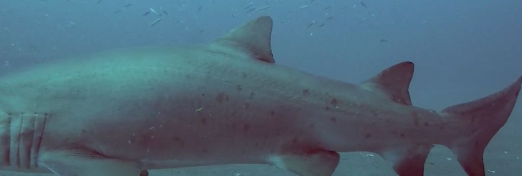 64e56b03-e6a0-4b36-91d1-5221e427baee