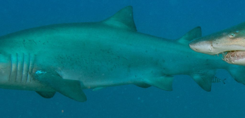 021fb037-b343-4588-9fe3-3b604cbc18b6