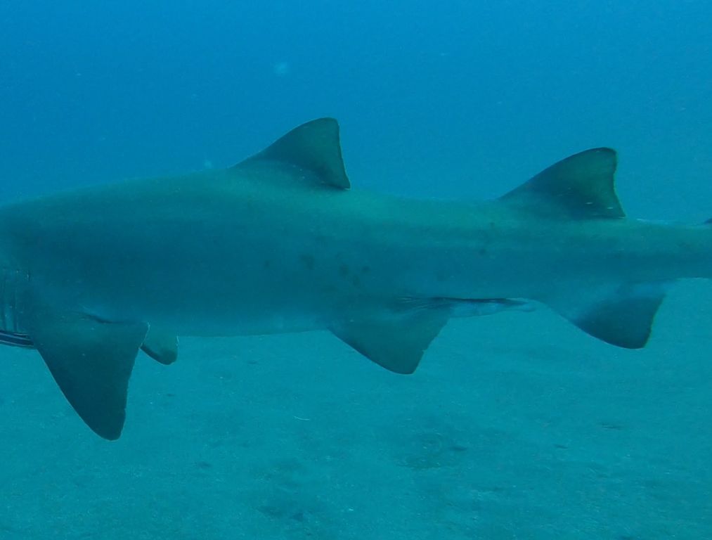 33d79661-e945-4512-9622-6899ce024f81