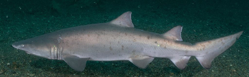 14cad7d4-f50d-46ff-84a4-d3733102c333