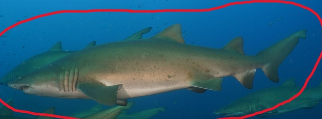 58194202-f662-4ff8-89e6-6b45200c75b9