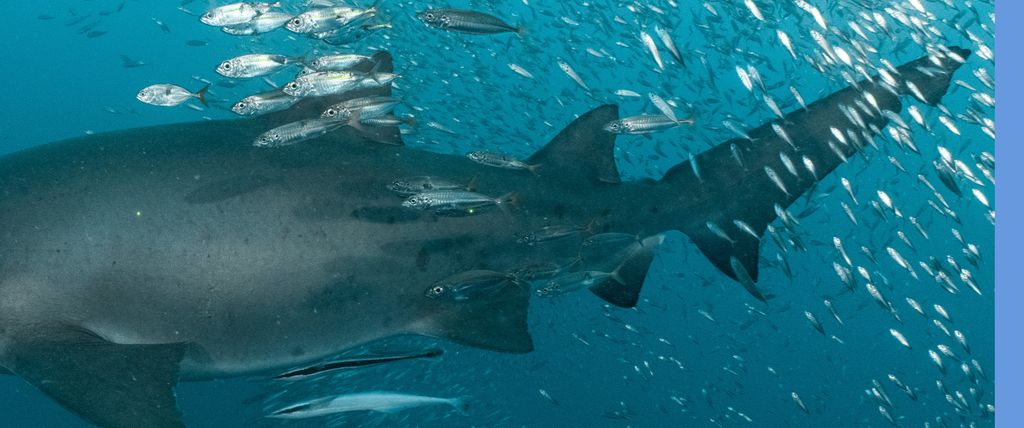 ee5ce1d7-fdb7-46b3-8ed4-c145ecefb65f