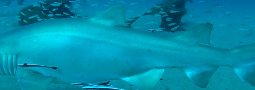 4dea5930-0527-4fac-9256-a23c74fa0558