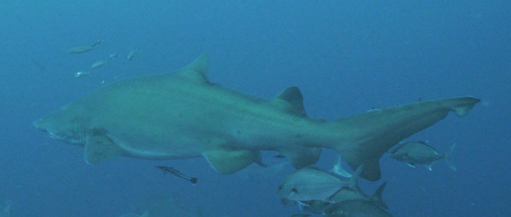 7ab509a5-ca1b-4a37-aaf1-11aec972a532