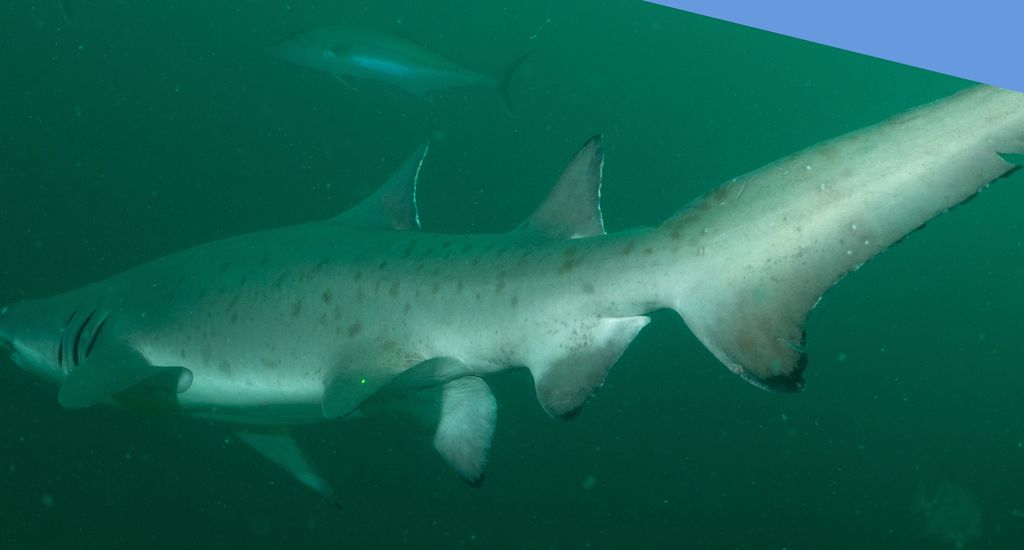 755a66e4-cddb-4d2f-81aa-0b5635039ee9