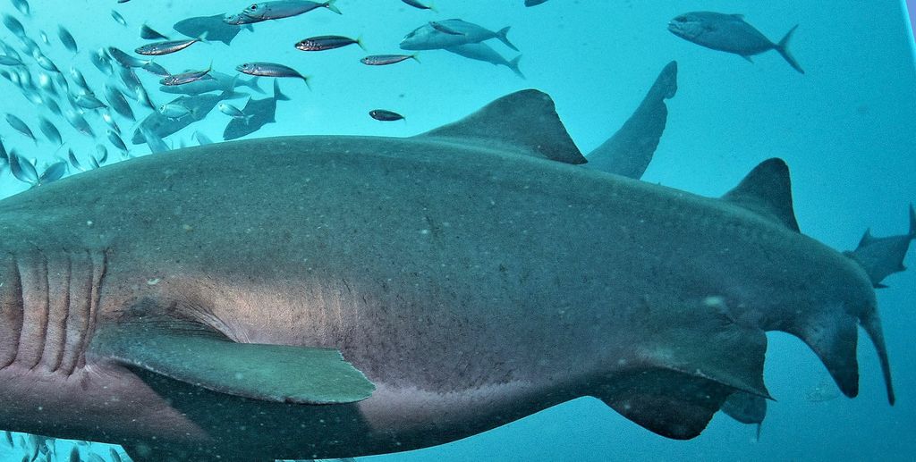 bac66b08-2083-48e2-b6e3-3f0061557479