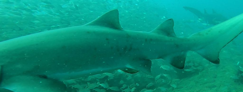 62b9f42c-8fae-40e9-8e22-f19dff333f94